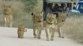 Lion traffic in kruger national park south africa