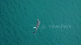 Beautiful drone footage catches dolphin in elegant pursuit of fish off Florida