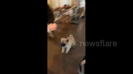 Goofy US pug puppy glides across floor while chasing owner