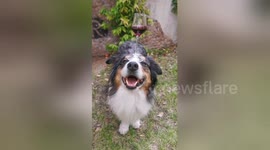 'Your drink, sir?' Dog shows off skills as a waiter by balancing wine glass on head