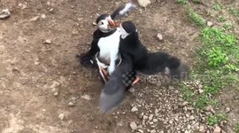 Vicious Puffin Fight