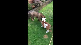 Puppies at play