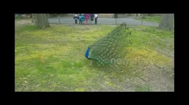 Awesome scene of Peacock shaking it's feathers