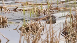 Muskrat catches man off guard. He thought he was being sneaky, but the muskrat saw him.