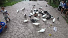 Friendly pigeons are eating and playing with children