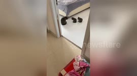 'Pay attention, class!' Mother cat teaches kittens how to wash their faces in China