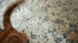 Twins Funny Kitties Play Soccer