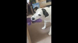 Dog confused by purple sex toy while owners are in hysterics