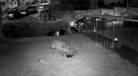 Hedgehog and fox have a friendly late-night dinner in a UK garden