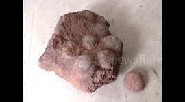 Dinosaur egg fossils found by students in south China's Jiangxi