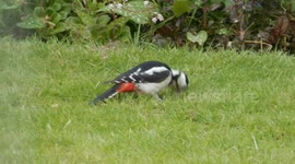Whacky Woodpecker!