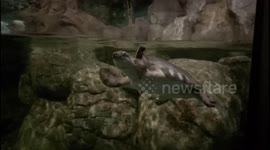 Softshell Turtle