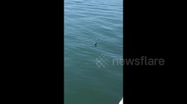 Child and sea lion in California 'communicate' by yelling at each other