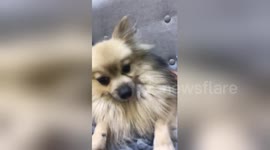 Hilarious pooch uncontrollably shakes head after sneezing