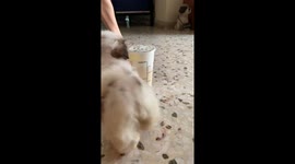 Puppy doing a adorable ritual dance around Bubble Tea that is as tall as her