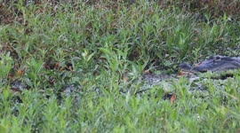 alligator chase