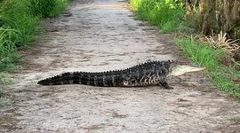 Three-legged alligator spotted at Florida nature reserve