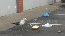 Seagull has a chicken takeaway in Leicester, UK