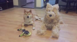 Fur's up! Dog owner creates life-sized pooch out of fur sheddings