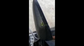 A rare spider green leaf