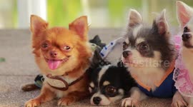 This family of chihuahuas is ridiculously cute