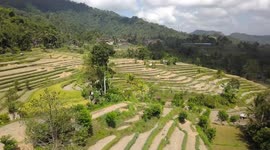 2.7K Drone Aerial View of Ricefields in Iseh after Harvest (Bali, Indonesia)