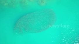 Aerial View from Above Feeding Frenzy large School of Fish at Nara Inlet Reef