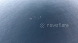 Awesome drone footage of Humpback Whales in Mexico