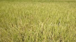 4K low Drone Aerial flight over Ricefields in Ubud ( Bali, Indonesia )