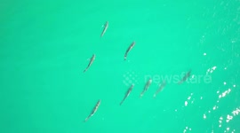 Drone Footage Aerial view from above of a group of large Fish Nara Inlet Reef