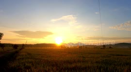 Sounds of Nature Birds, Crickets, Wind Rice Paddy's Sunrise Ambience Sound & Video