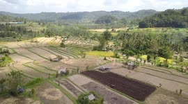 2.7K Drone Aerial View of Rice fields in Iseh after Harvest (Bali, Indonesia)
