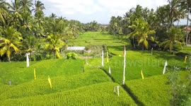 2.7k Low Drone Aerial View towards Green Lush Rice Fields in Ubud Bali Indonesia