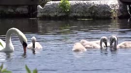 Swan Baby Cignets with Mother