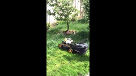 Angry dog is barking on garden mower