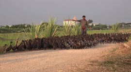 Hundreds of ducks cross road in Thailand