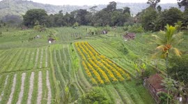 Beautiful Aerial Footage of Rice fields and Mountains in Iseh (Bali, Indonesia)