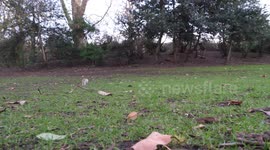 Squirrel exploring for food