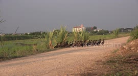Hundreds of ducks crossing a road in Thailand. (short version).