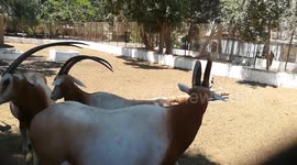 Pregnant Female Scimitar Horned Oryx Stand In Herd