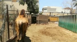 Female Camel Moving Towards Young Visitors