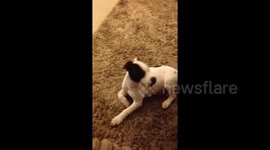 Napping puppy gets rudely woken up by human dad farting