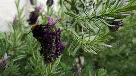 Slo-mo bumble Bee
