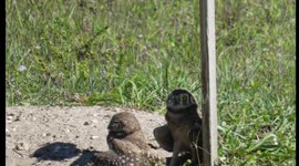 Burrowing Owls, Cape Coral, Florida, 18 May 2019