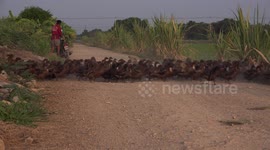 Ducks late for work rush across a road to the paddy fields.