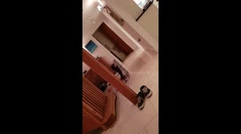 Naughty sausage dog climbs pen walls and escapes