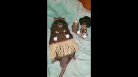 Ratchie McCaw the rat being taught the Maori Poi Dance