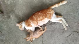 love cat