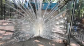 Amazing Rare White Peacock Dancing, Showing Off His Beautiful Feathers in park