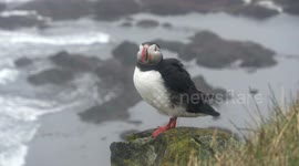 Atlantic Puffin in Iceland in 4K